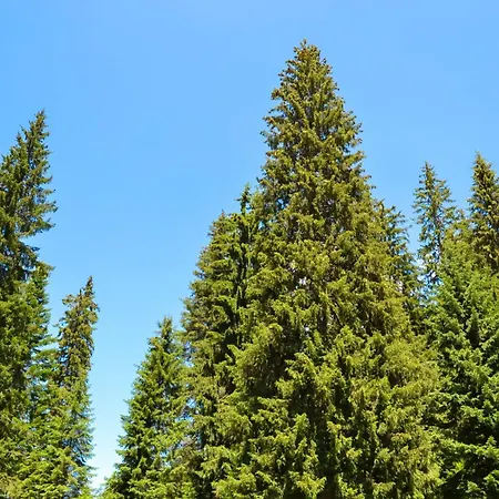 Forest View 公寓 潘波洛沃