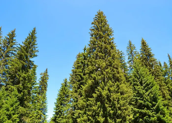 Forest View Daire Pamporovo